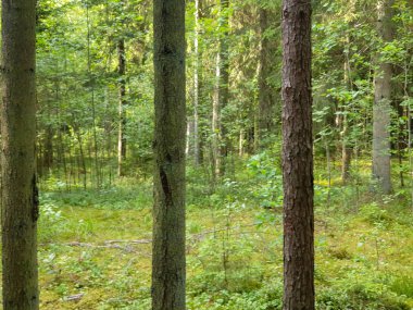 Forrest ağaçlar yaz aylarında büyüyen. 