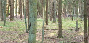 Yaz aylarında ağaçlar çim ve yapraklar ile forrest içinde. 