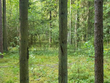 Forrest ağaçlar yaz aylarında büyüyen. 
