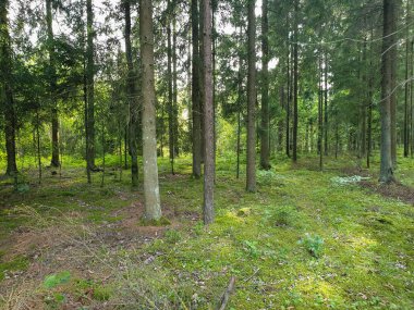 Yaz aylarında ağaçlar çim ve yapraklar ile forrest içinde