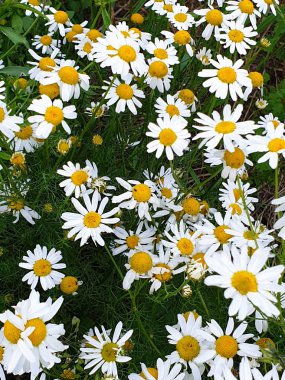 Yaz aylarında orman ayakın papatya çiçek alanı nın kapatılması