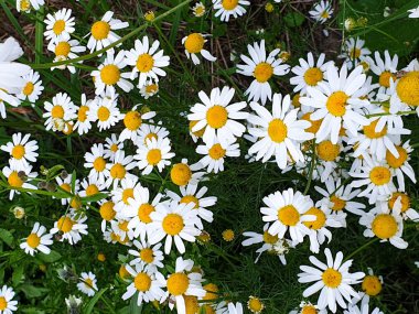 Yaz aylarında orman ayakın papatya çiçek alanı nın kapatılması