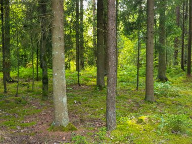 Yaz aylarında ağaçlar çim ve yapraklar ile forrest içinde
