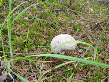 Yerde forrest büyüyen mantar 