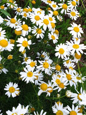 Yaz aylarında orman ayakın papatya çiçek alanı nın kapatılması