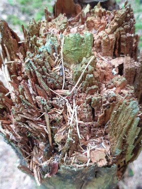 Forrest'ta ağaç gövdesi dokusunun ve arka planın kapatılması. 