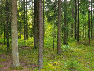 Yaz aylarında ağaçlar çim ve yapraklar ile forrest içinde