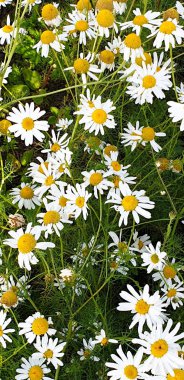 Yaz aylarında forrest yakın papatya alanının kapatılması