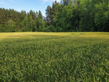 Orman yakınındaki tarım amaçlı ekinler olarak yeşil buğday tarlası 