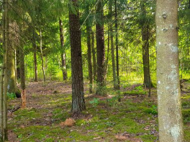 Yaz aylarında ağaçlar çim ve yapraklar ile forrest içinde