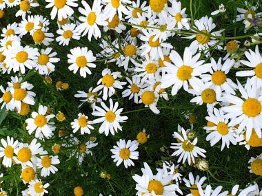 Yaz aylarında orman ayakın papatya çiçek alanı nın kapatılması