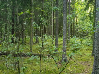Yaz aylarında ağaçlar çim ve yapraklar ile forrest içinde