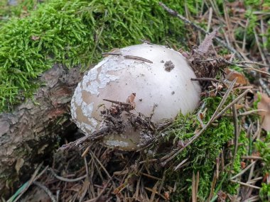 Yaz aylarında forrest mantar Closeup. 