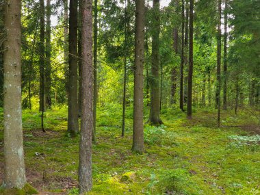 Yaz aylarında ağaçlar çim ve yapraklar ile forrest içinde