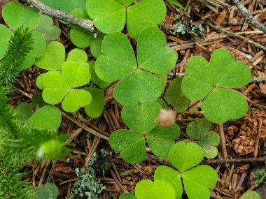 Yaz aylarında forrest yerde yonca closeup. 