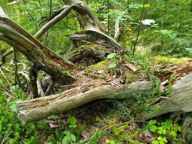 Yeşil g ile yere yatan düşmüş ağaç kompozisyoncloseup