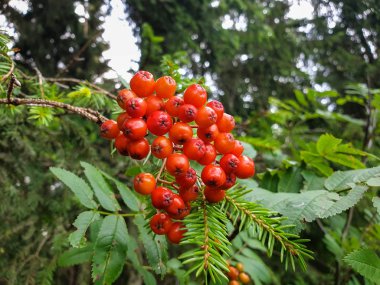 Ashberry, rowan, dağ kül, hizmet ağaç meyveleri 