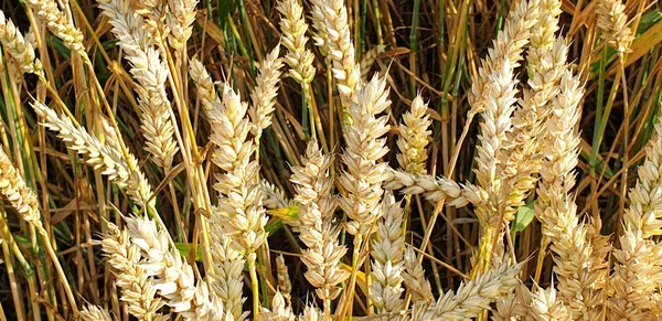 포레스트 근처 시골의 황금 갈색 밀 밭 — 스톡 사진