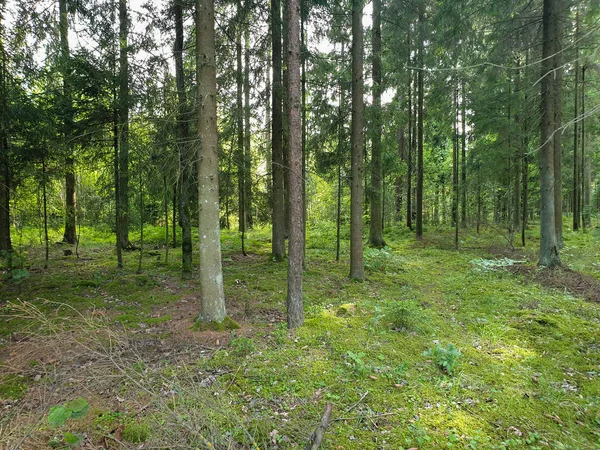 Yaz aylarında ağaçlar çim ve yapraklar ile forrest içinde