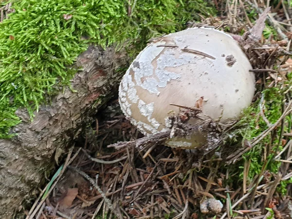 El primer plano de la seta en el bosque durante el verano . — Foto de Stock