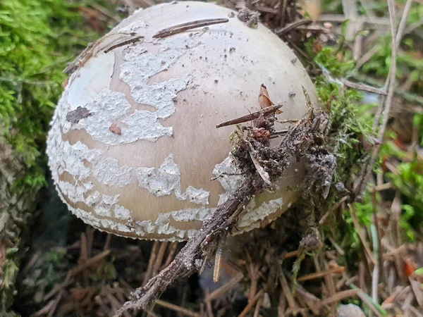 El primer plano de la seta en el bosque durante el verano . — Foto de Stock