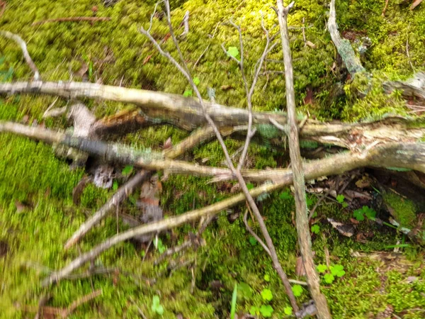 Forrest Ground closeup i Forrest under sommaren. — Stockfoto