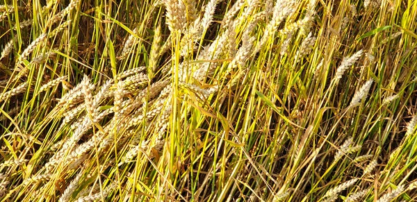 Campo de trigo integral dorado en el campo cerca del bosque durante el summ —  Fotos de Stock