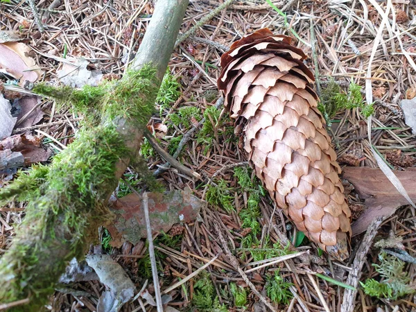 Concoryce caído en el suelo del árbol en el bosque. Conos de fuego — Foto de Stock