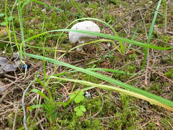 Champiñones creciendo en el bosque en el suelo — Foto de Stock