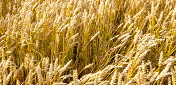 Campo di grano marrone dorato in campagna vicino a forrest durante summ — Foto Stock