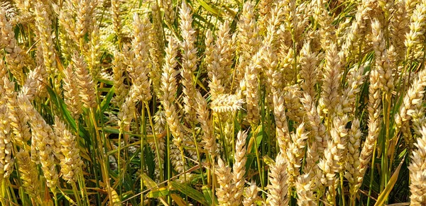 Campo de trigo integral dorado en el campo cerca del bosque durante el summ —  Fotos de Stock