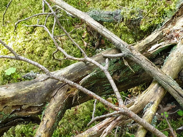 Forrest Ground closeup i Forrest under sommaren. — Stockfoto