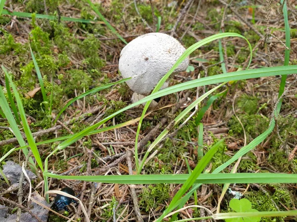 Funghi che crescono nel bosco a terra — Foto Stock