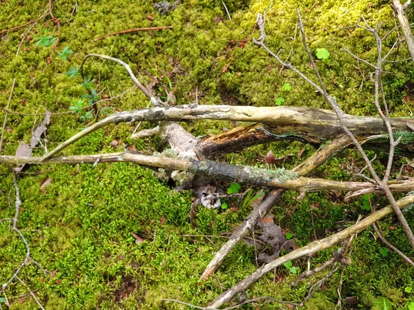 Forrest během léta v Forreste. — Stock fotografie