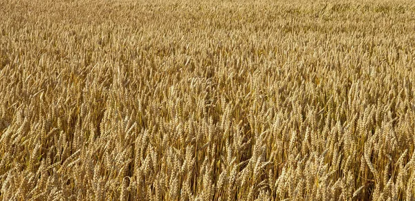 総和の間にフォレスト近くの田舎の黄金茶色の小麦畑 — ストック写真