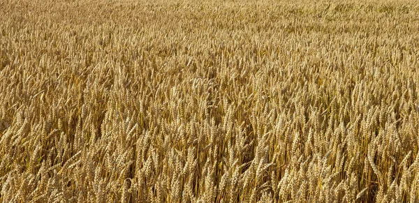 Campo di grano marrone dorato in campagna vicino a forrest durante summ — Foto Stock