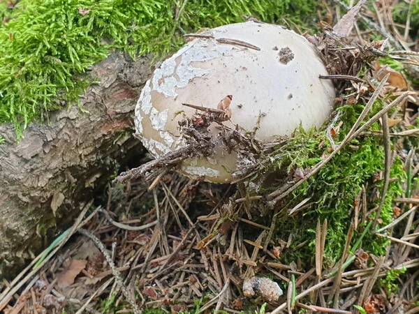 El primer plano de la seta en el bosque durante el verano . — Foto de Stock