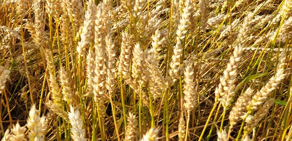 Campo di grano marrone dorato in campagna vicino a forrest durante summ — Foto Stock