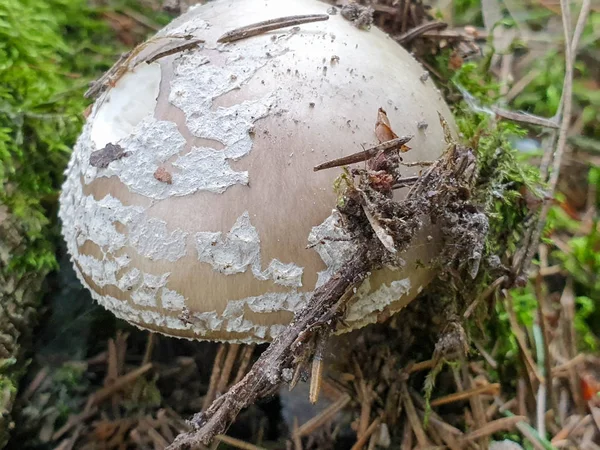 El primer plano de la seta en el bosque durante el verano . — Foto de Stock