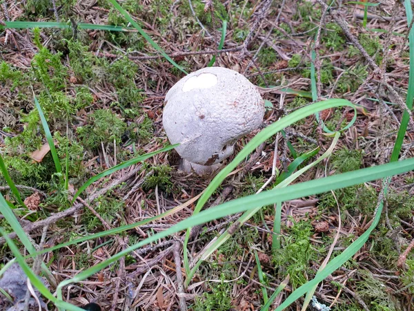 Champiñones creciendo en el bosque en el suelo — Foto de Stock