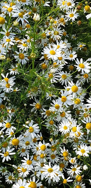 Closeup of chamomile field near forrest during summer — Stock Photo, Image