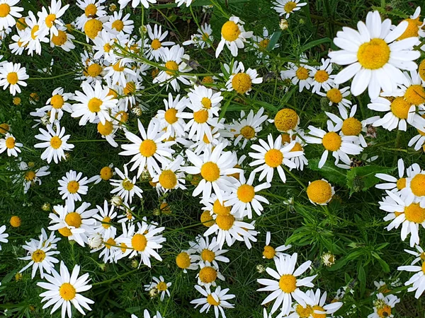 여름철 숲 근처 카모마일 꽃밭 클로즈업 — 스톡 사진
