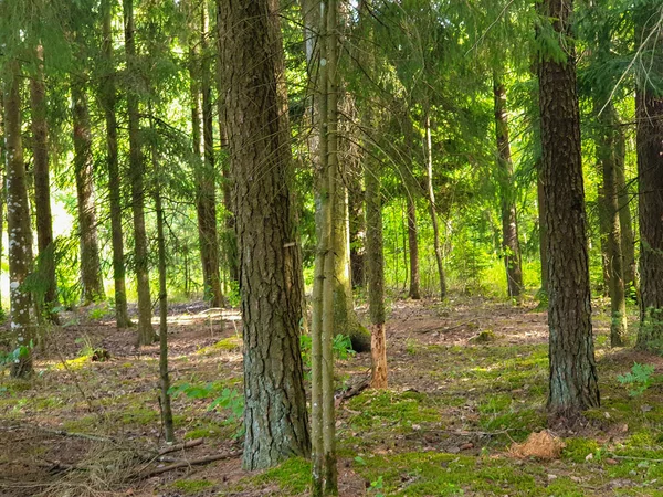 In het bos met bomen gras en bladeren in de zomer — Stockfoto