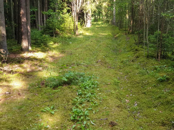 Wewnątrz lasu z drzewami trawy i liści w lecie. — Zdjęcie stockowe