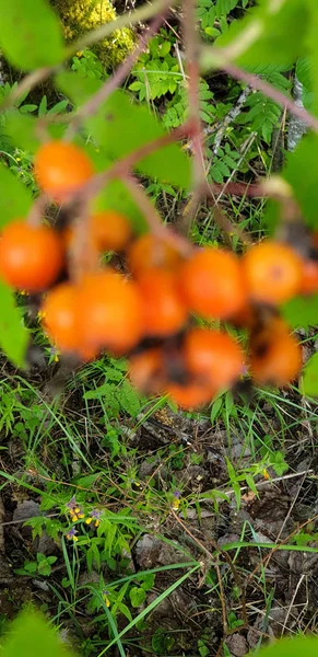 Ashberry, rowan, mountain ash, service tree berries