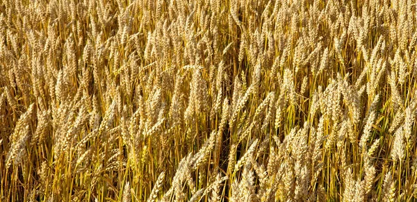 Golden brown wheat field in countryside near forrest during summ — Stock Photo, Image