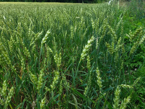 Champ de blé vert près de la forêt pendant l'été — Photo