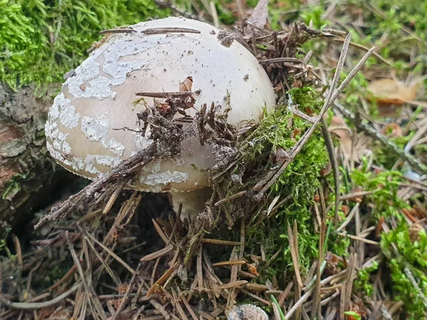 El primer plano de la seta en el bosque durante el verano . — Foto de Stock