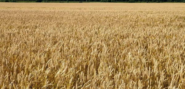 Golden brown wheat field in countryside near forrest during summ — Stock Photo, Image