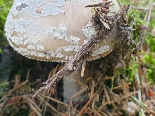 El primer plano de la seta en el bosque durante el verano . — Foto de Stock